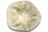 Polished Miocene Fossil Echinoid (Clypeaster) - Morocco #294058-1